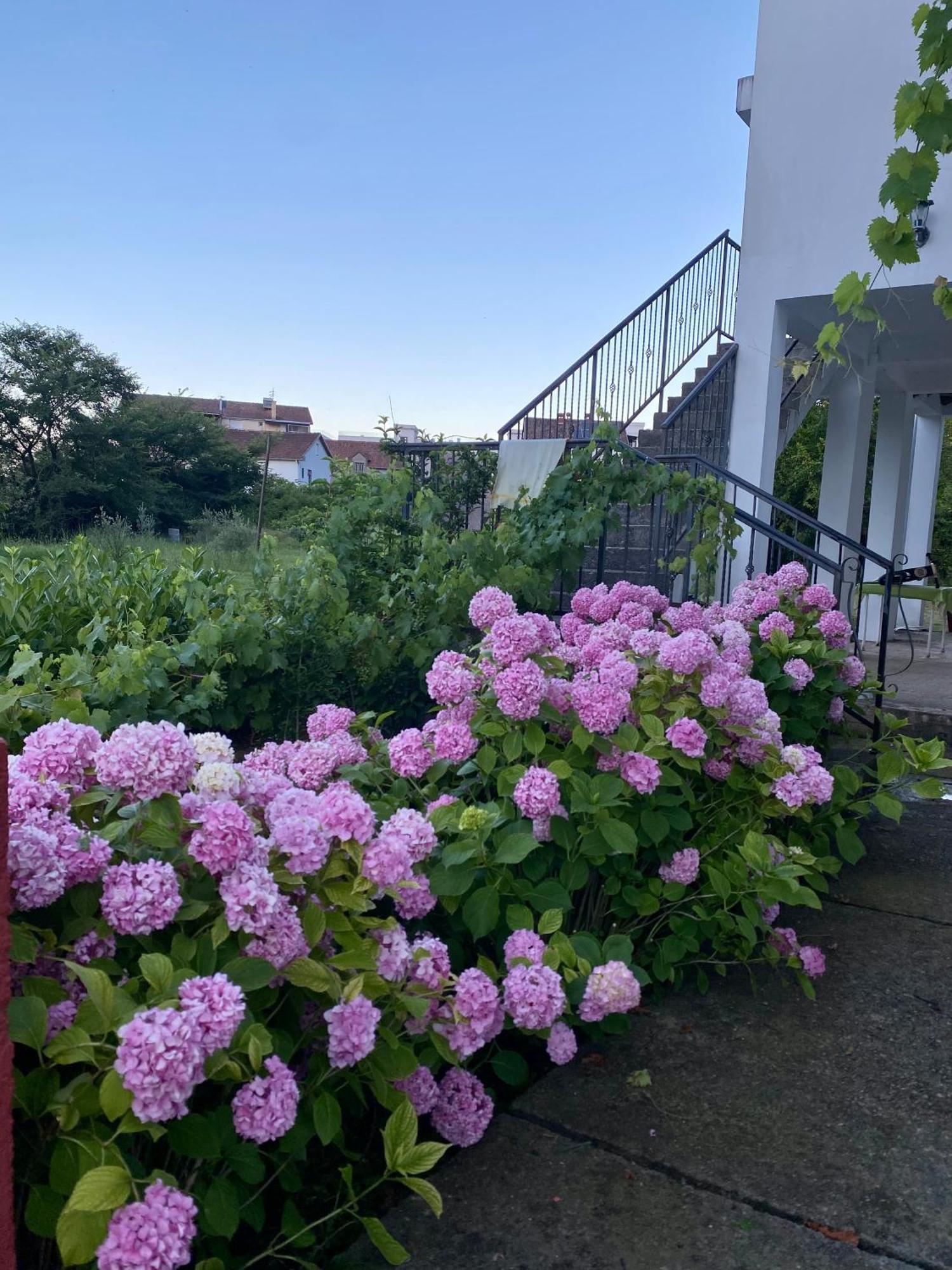 Apartmani Dragana Herceg Novi Exteriér fotografie