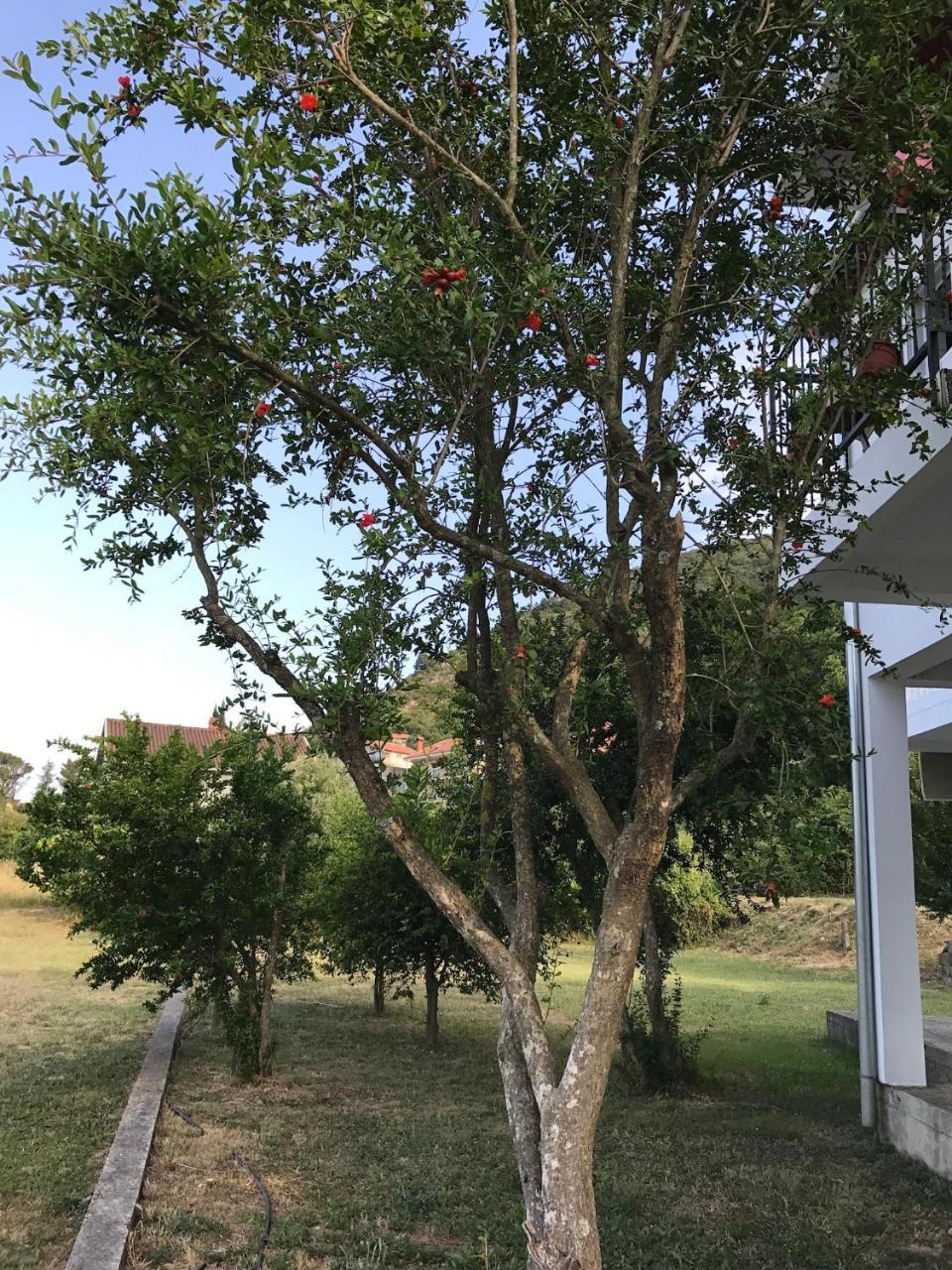 Apartmani Dragana Herceg Novi Exteriér fotografie